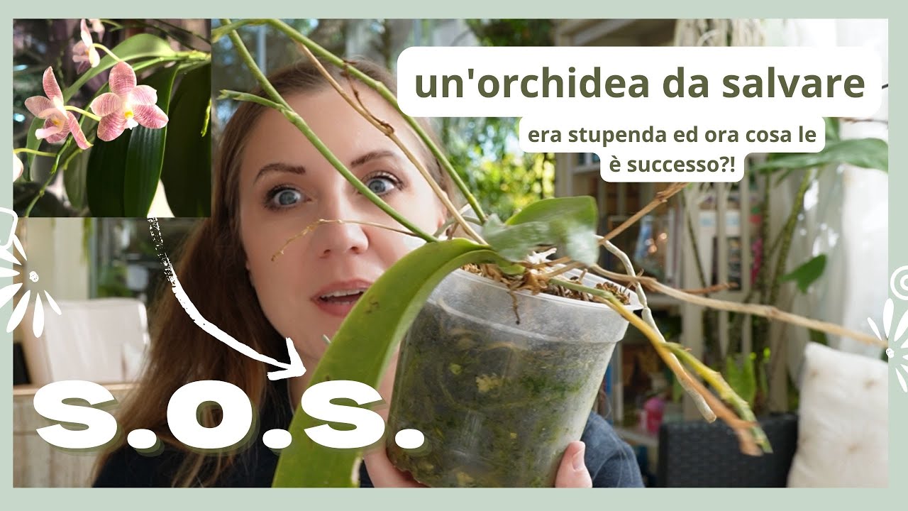 Un’orchidea da salvare! Salvataggio di una phalaenopsis