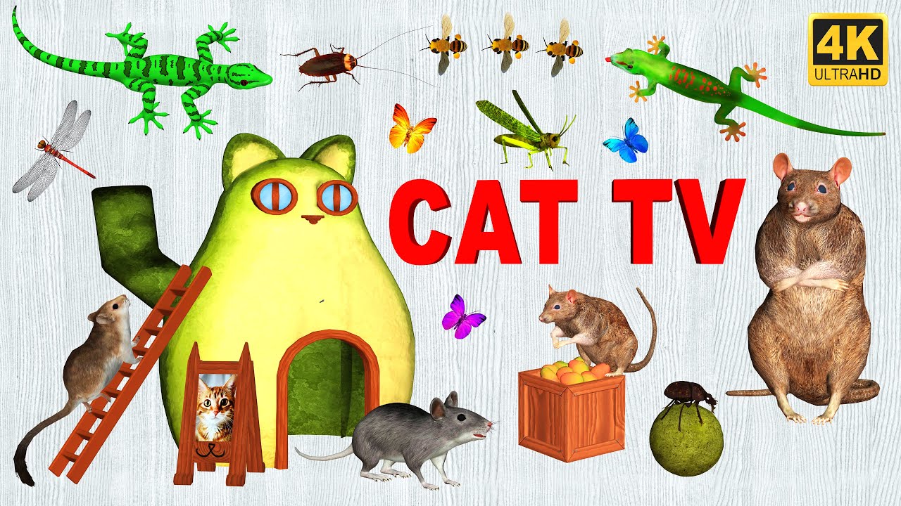 3d TV for Cats | Ultimate Entertainment TV for Cats to watch 😻 Catch The Mouse Lizard & Bugs 4K