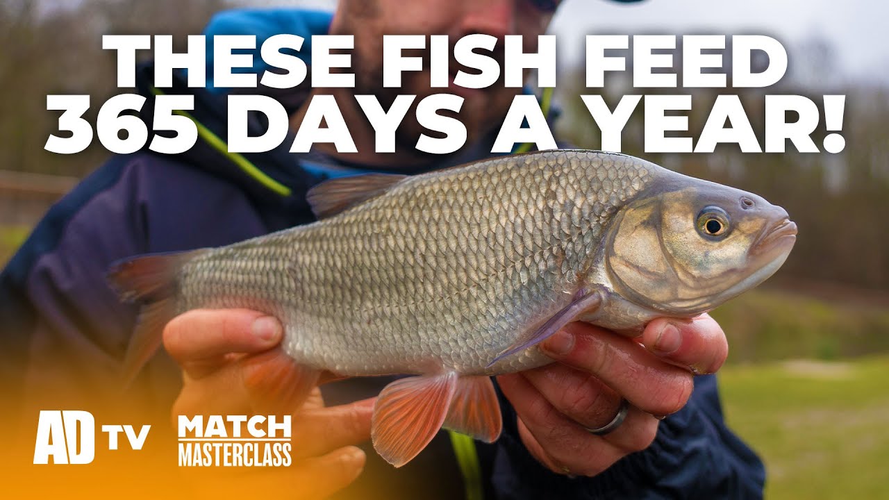 Match Masterclass – IDE Fishing