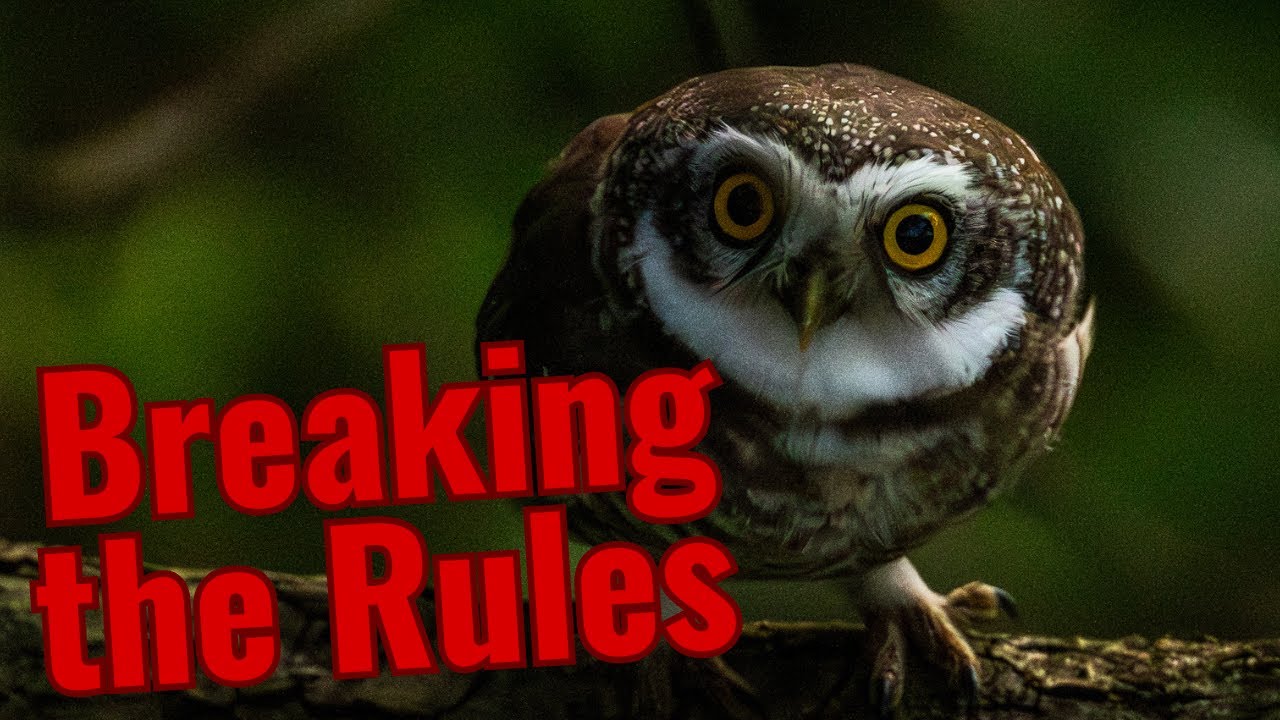 Athene | The Little Owls of the World
