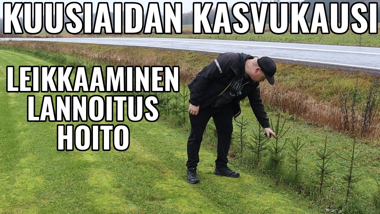 Kuusiaidan hoitaminen koko kasvukauden ajan. Paljonko kuusiaita kasvaa?