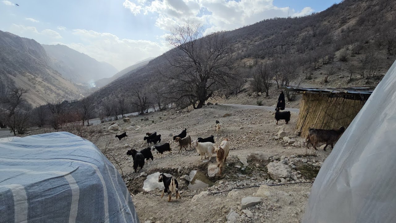 Nomadic Life: The Hardest Working Old Man and Old Woman of Iranian Nomads