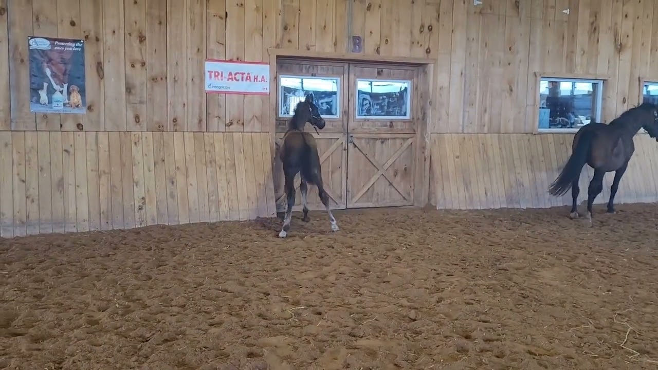 Cadeau Noir x Jovian x Desperado N.O.P Colt