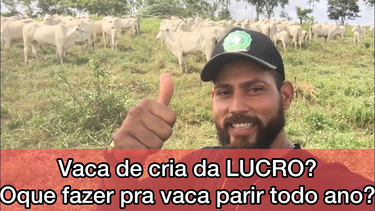 Como ganhar dinheiro com vaca de cria oque fazer pra vaca da cria todo ano