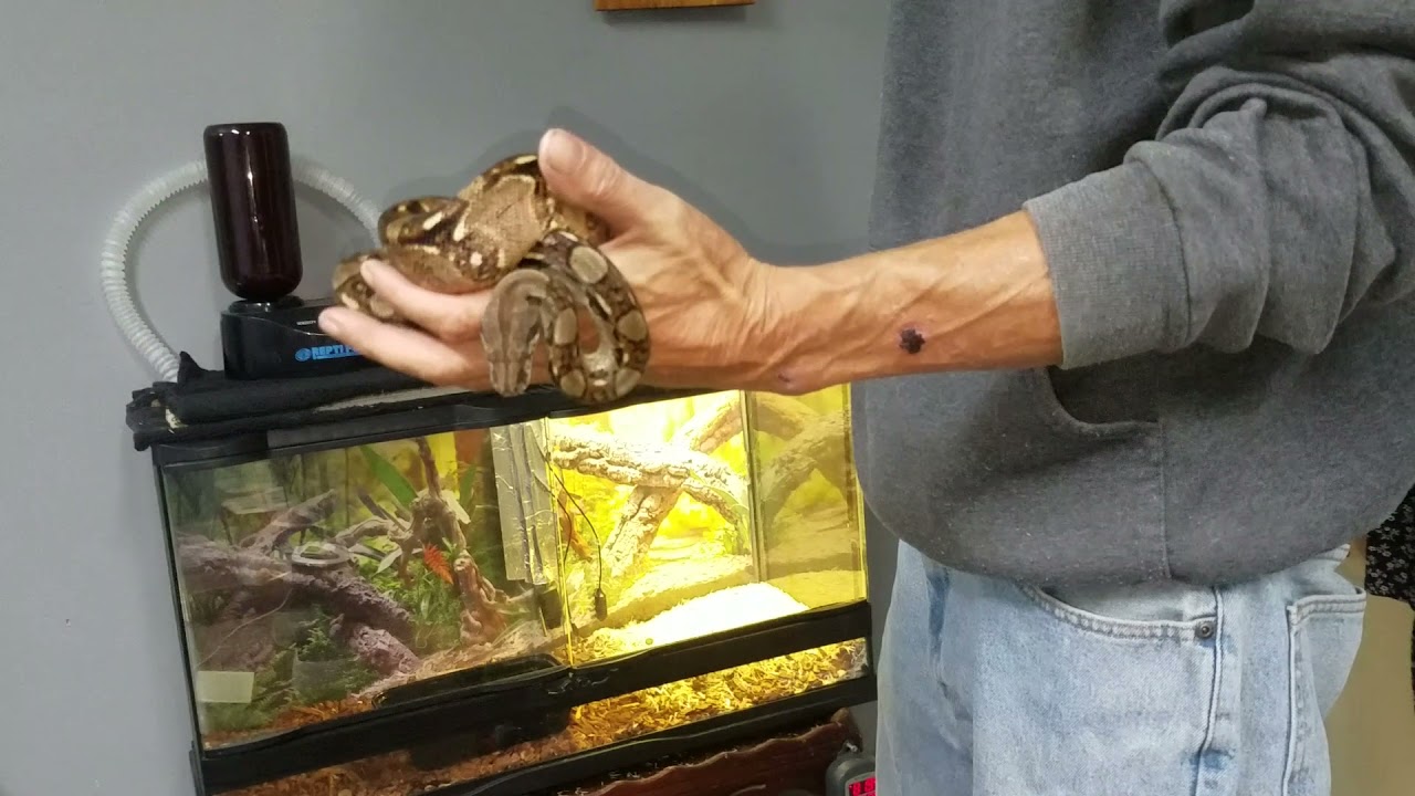 Central America Nicaraguan Boa BCI September 25th Update