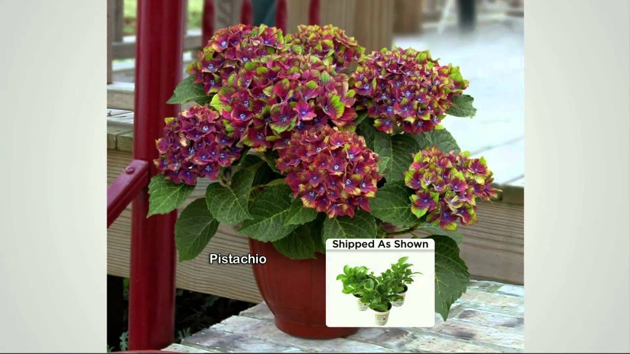 Cottage Farms 3-piece Reblooming Hydrangea Collection with Jacque Gonzales
