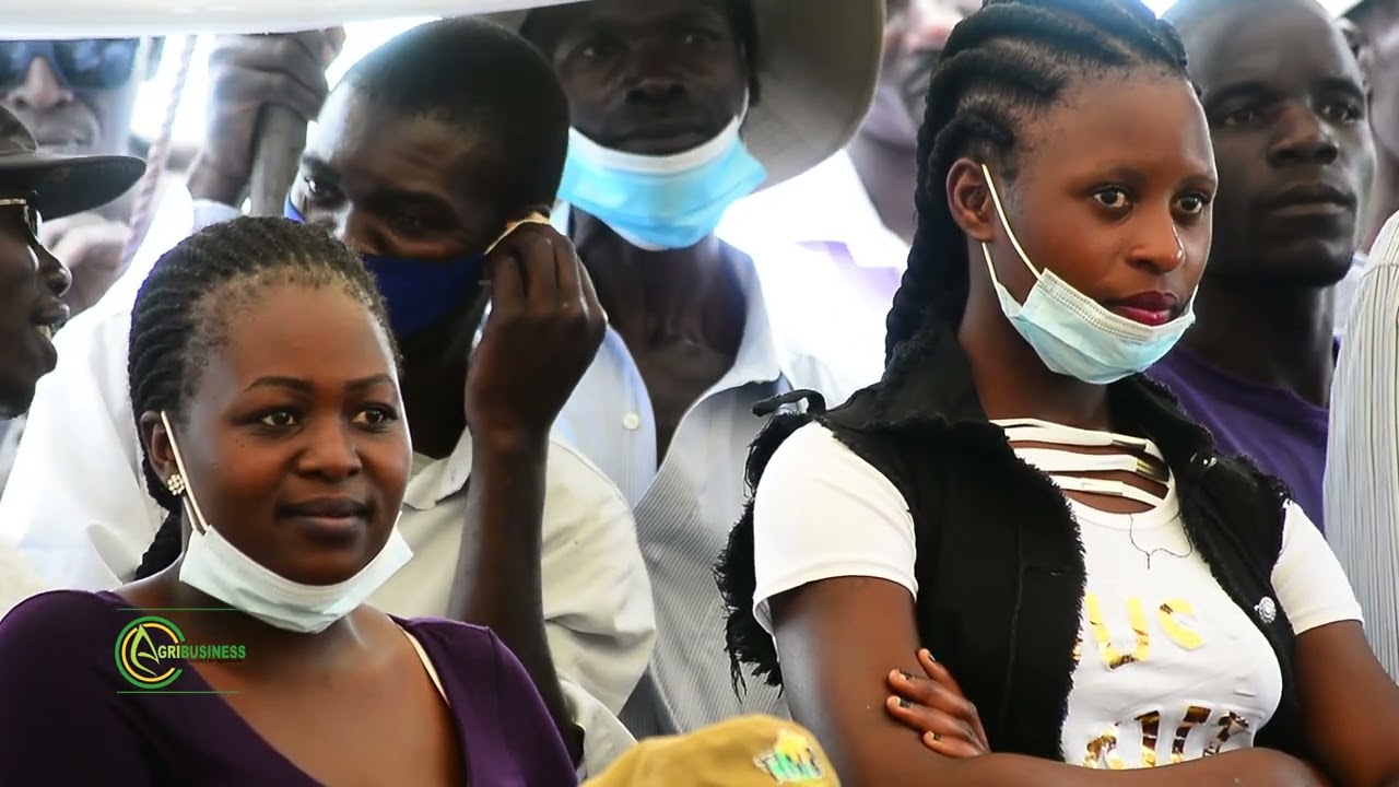 Tobacco production in Zimbabwe:TIMB FIELD DAY IN BANKET