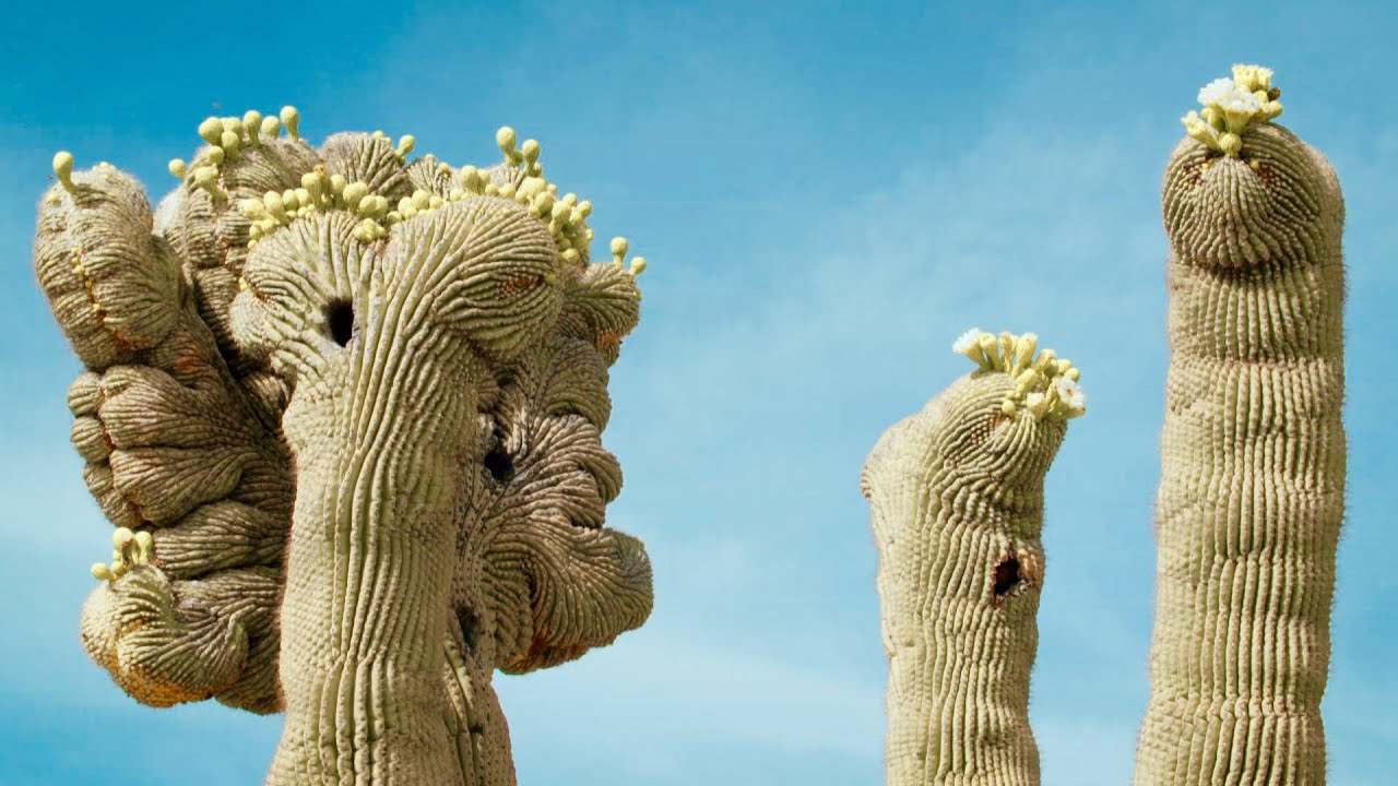 The Mysterious Crested Saguaro
