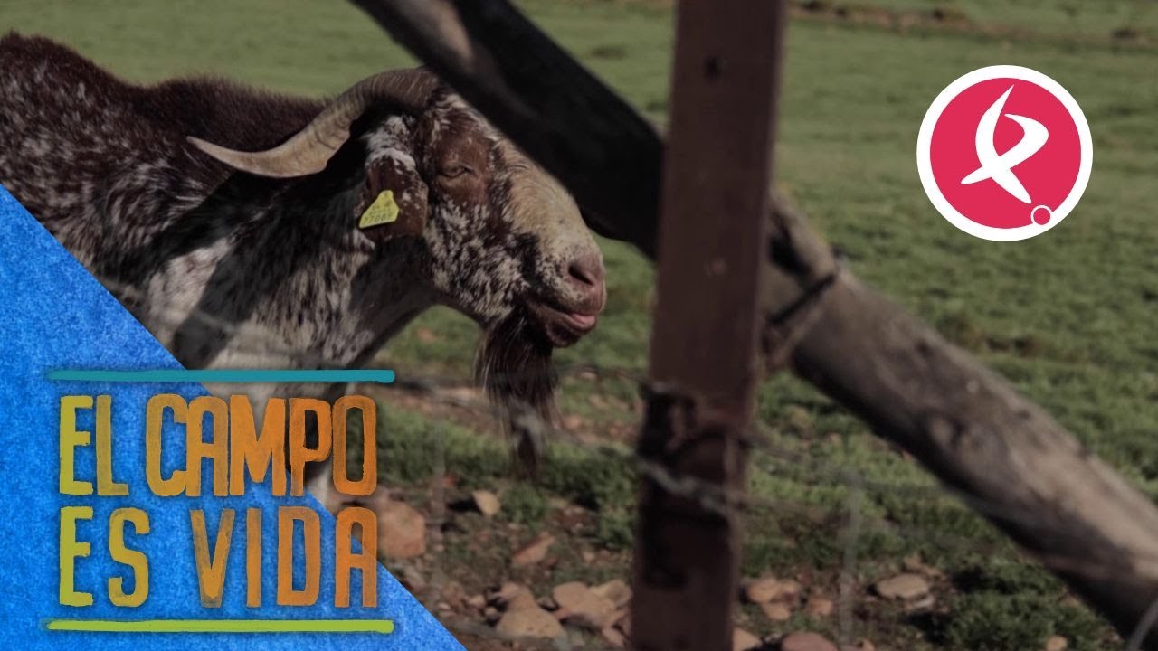 Fandango se pone flamenco | El campo es vida