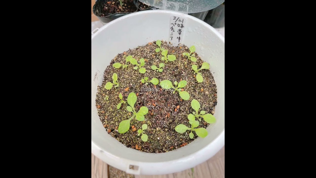 花园｜矮牵牛的播种繁殖（上篇）