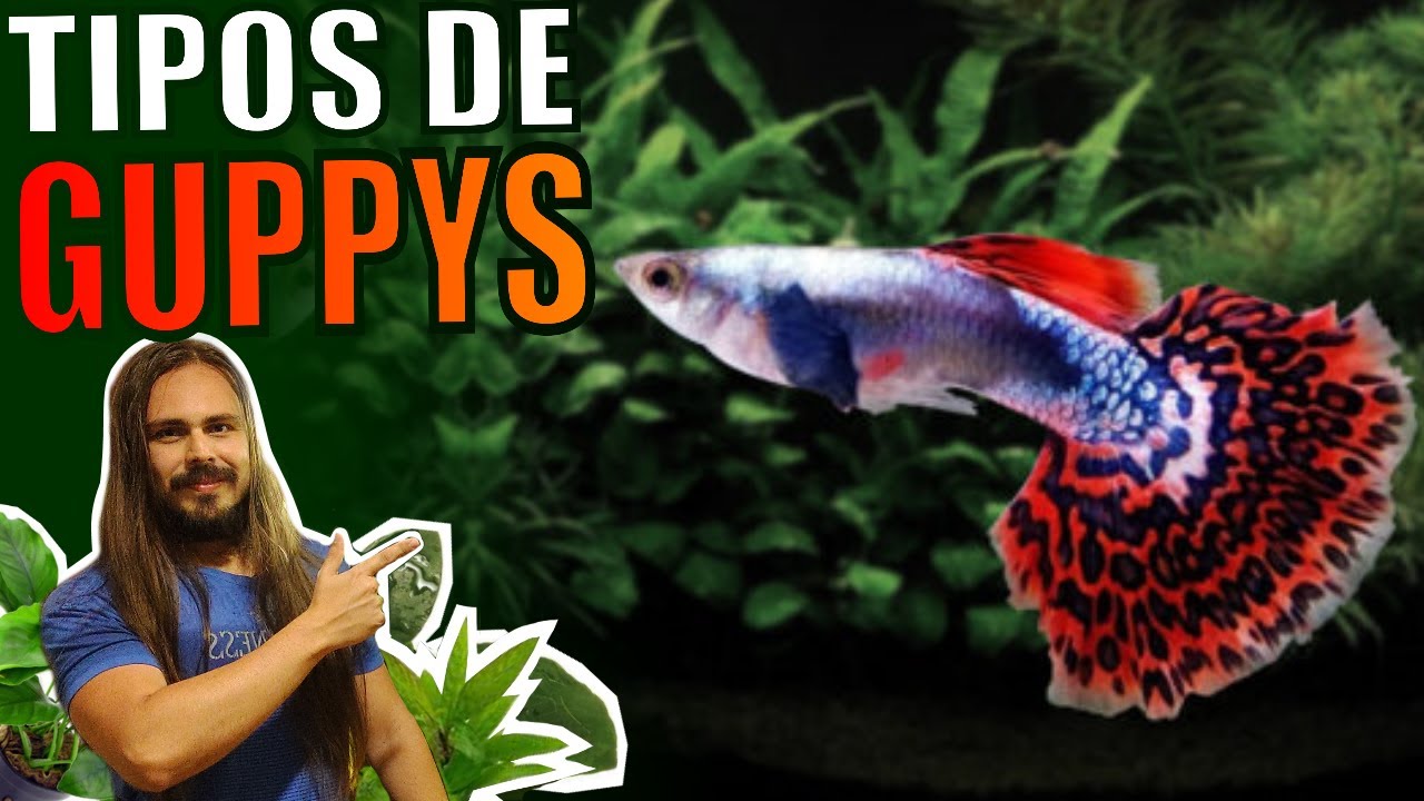 🔴TOP 5 TIPOS DE GUPPYS/LEBISTE |Mr. Betta|