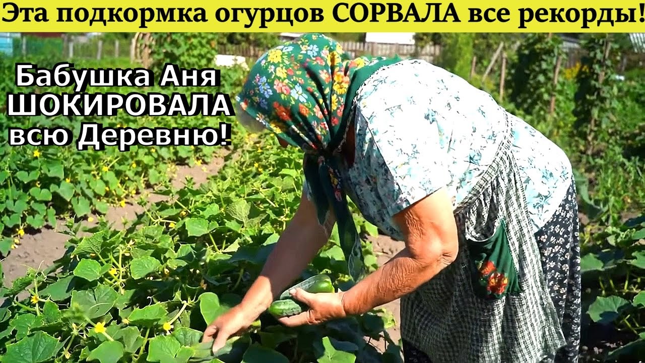 Эта подкормка огурцов СОРВАЛА все рекорды! Бабушка Аня ШОКИРОВАЛА всю Деревню!