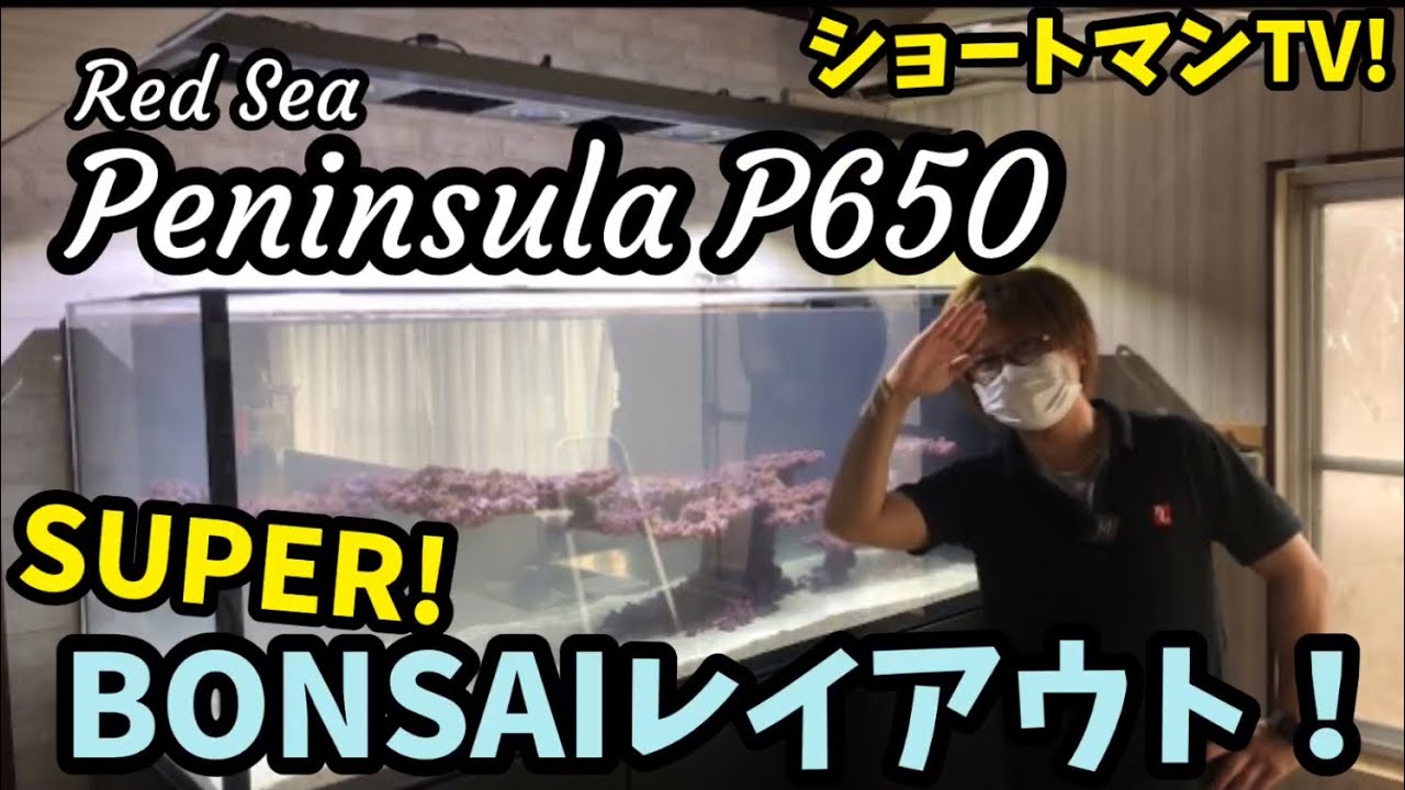 ゲリラLIVE!RedseaペニンシュラP650レイアウト!ショートマンTV!