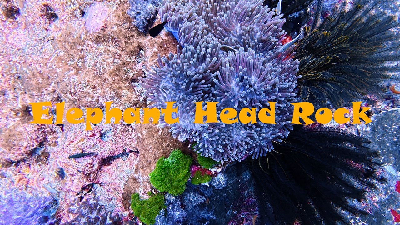The Best Dive in the Similans? | Elephant Head Rock