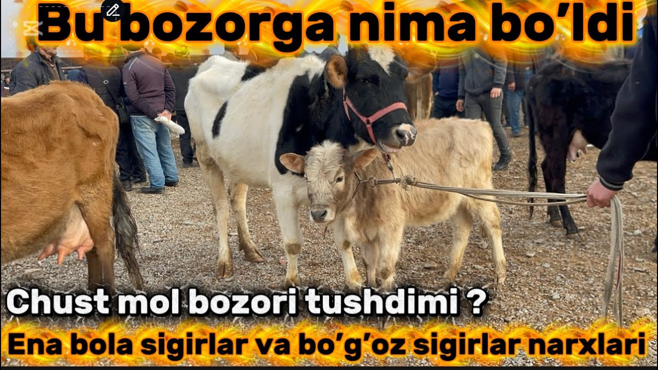 Savdo yo’q narxlar tushib ketdimi ? Chust mol bozori ena bola sigirlar va bo’g’oz sigirlar narxlari