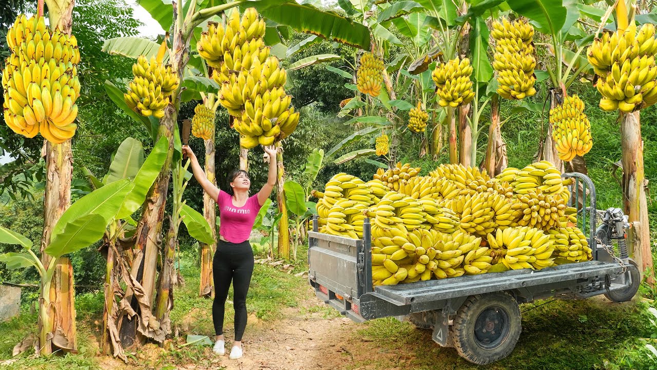 Harvest Lots Of Banana, Use 3-Wheeled Truck Transport Many Banana Goes To Countryside Market Sell