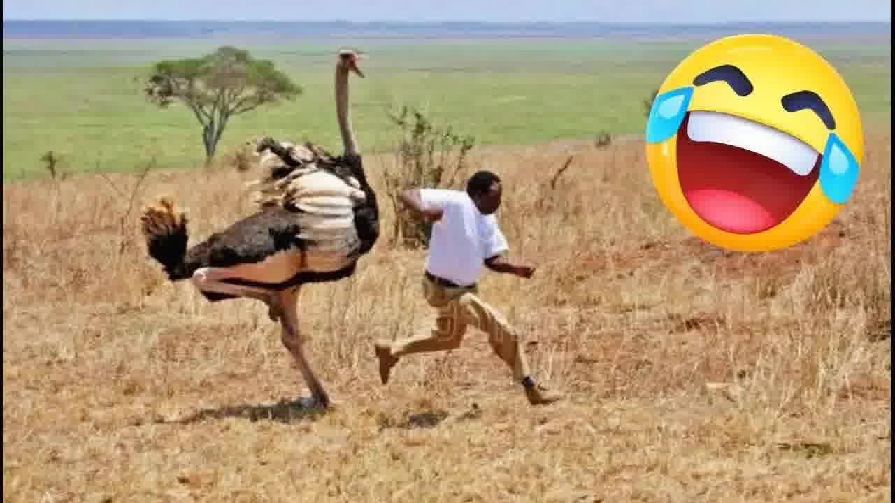 Try Not to Laugh Challenge 🤣 Best Fails of September 2025
