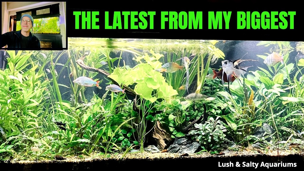 Massive Update on my Biggest Tank!