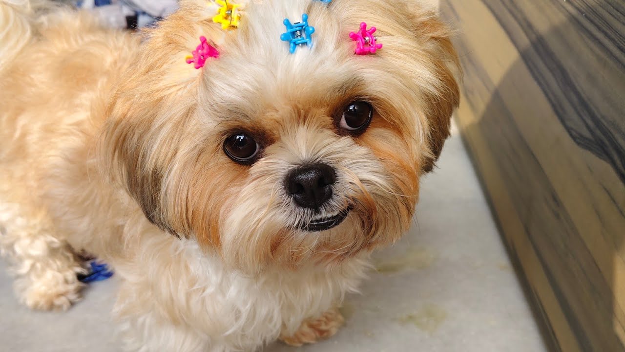 live! PLAY 🐶Ball mil gayi, din ban gaya 😄