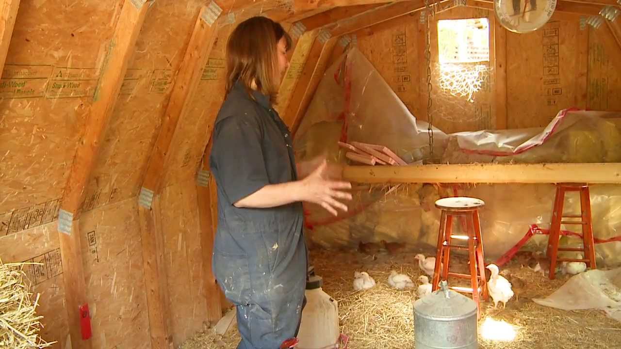 The Curious Gardener Ep 2  Chickens