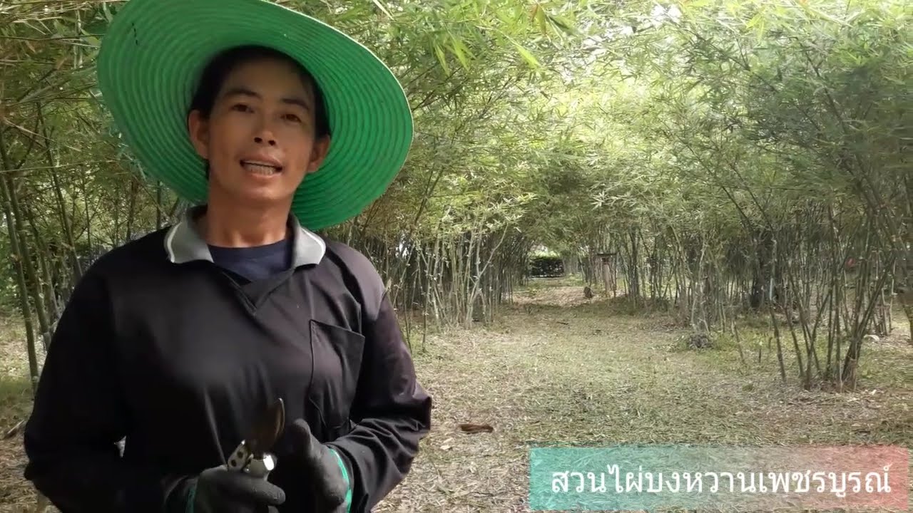 ไผ่บงหวานเพาะเมล็ด VS ไผ่บงหวานเพชรน้ำผึ้ง เบอร์2