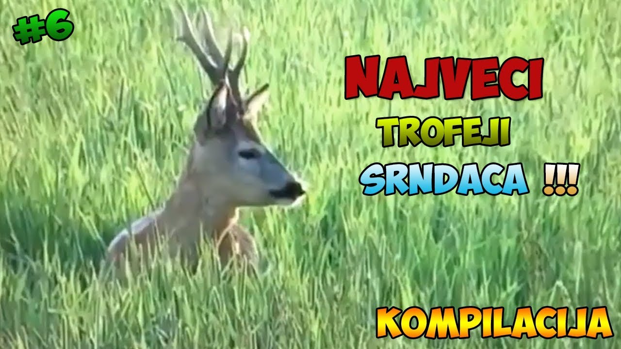 TOP 10 Najveci trofeji srndaca ikada!
