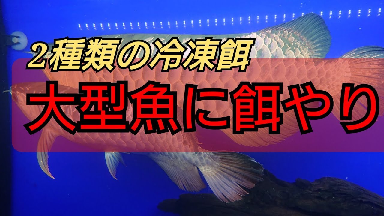 【餌やり】愛魚に餌やり‼️2種類の冷凍餌を使って‼️