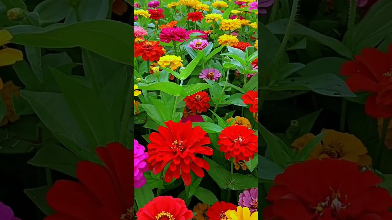 COLOURFUL Zinnia flower.🌼|#zinnia #zinniaflower #rosegarden #flowergarden #satisfying #trending