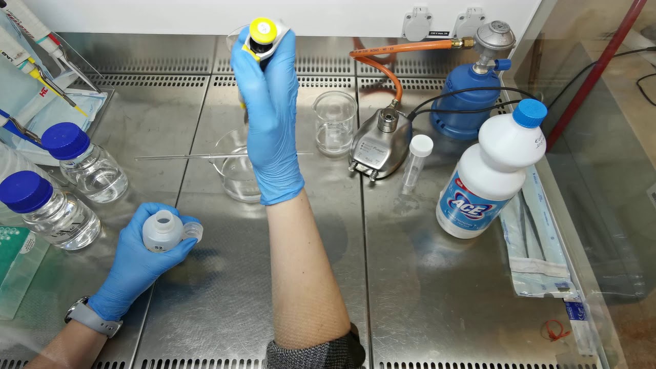 Rośliny z probówki