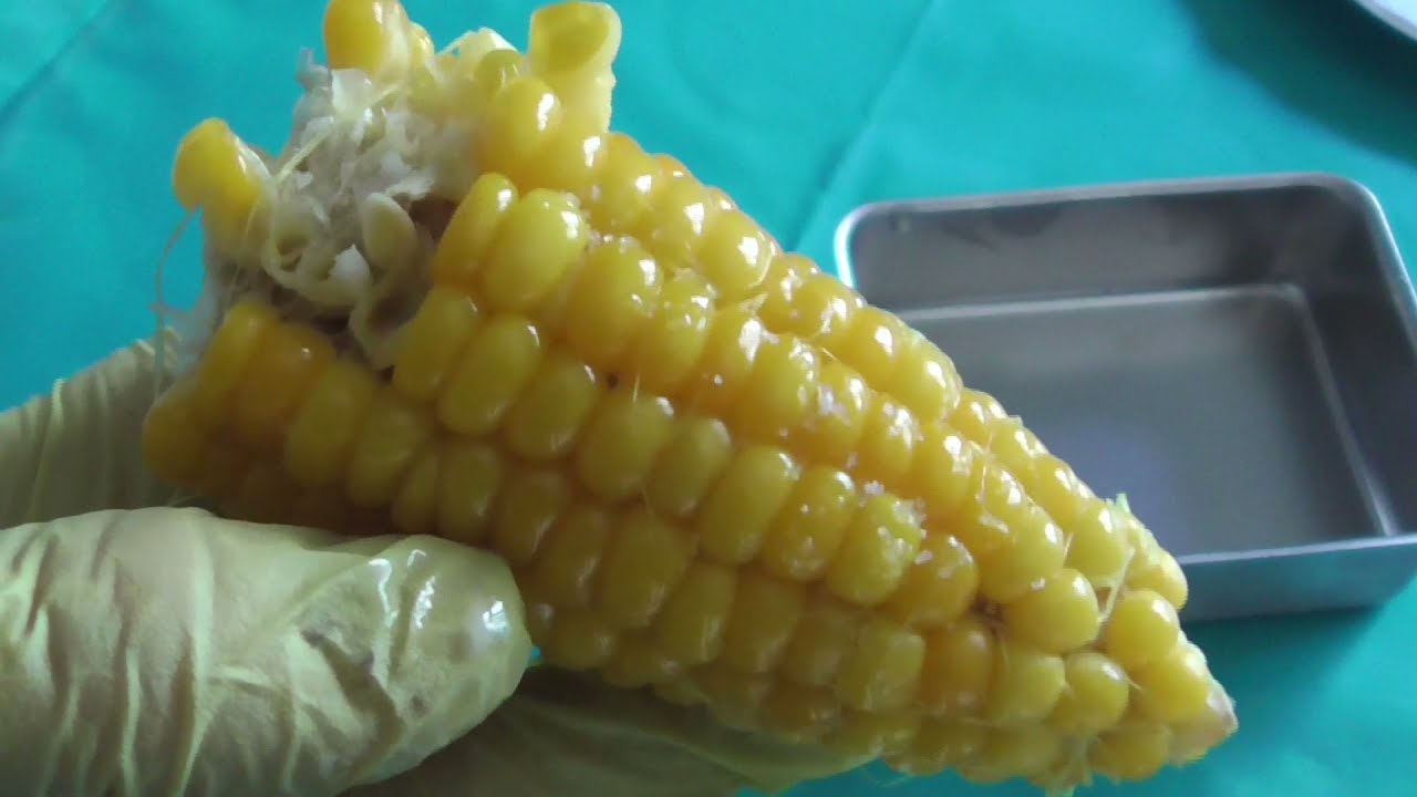 Maiskolben  kochen, Maiskolben zubereiten, gekochte maiskolben mit Butter und Salz - ein Genu&szlig;