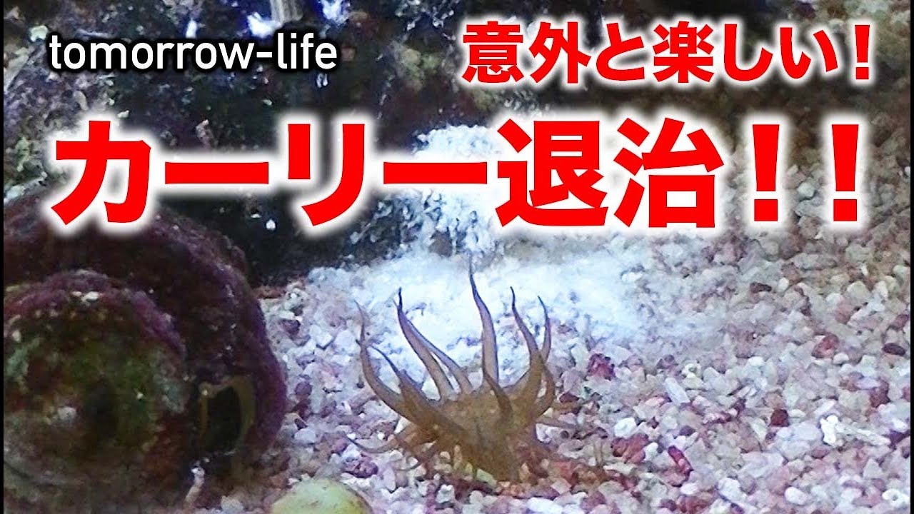 海水魚水槽のカーリーをまとめて退治！