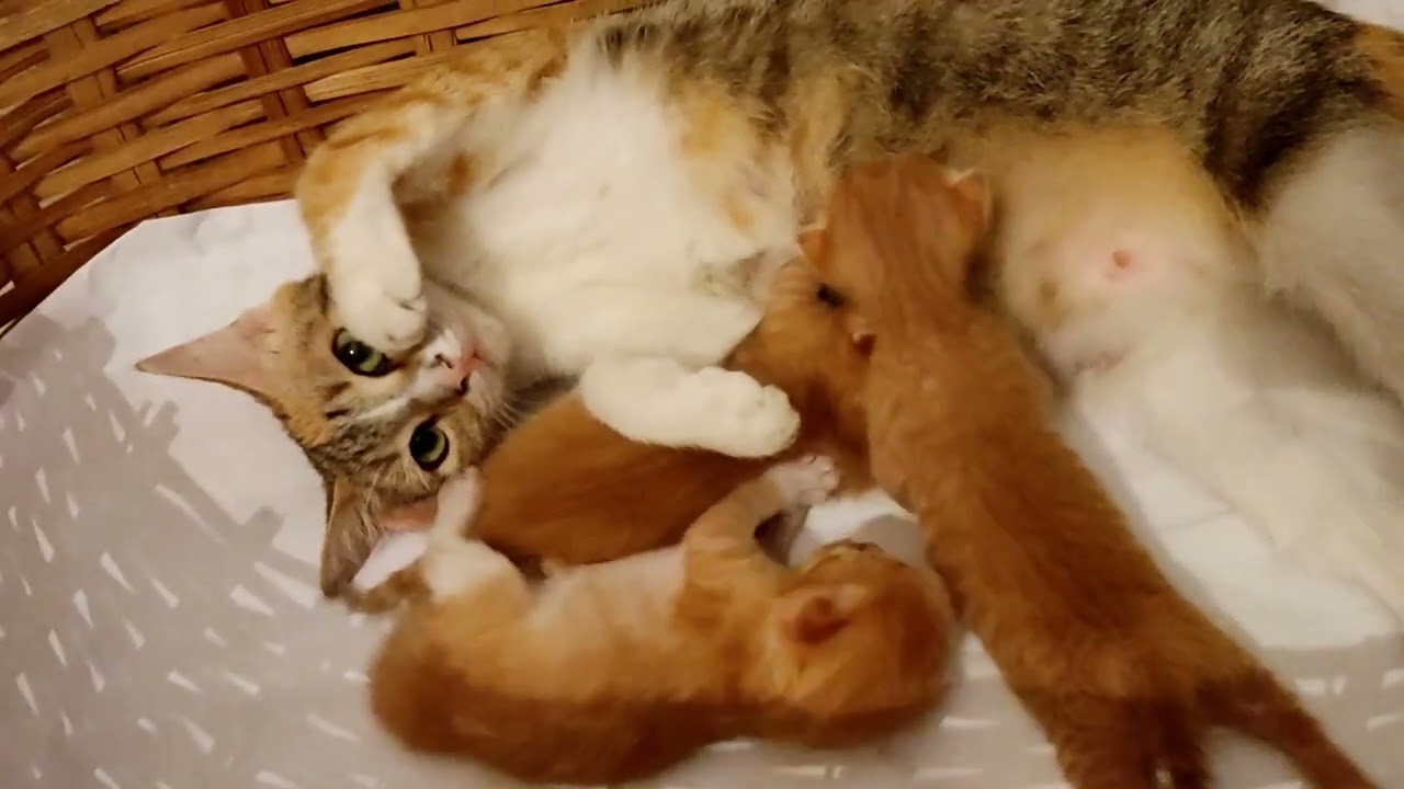 GATITOS TIERNOS