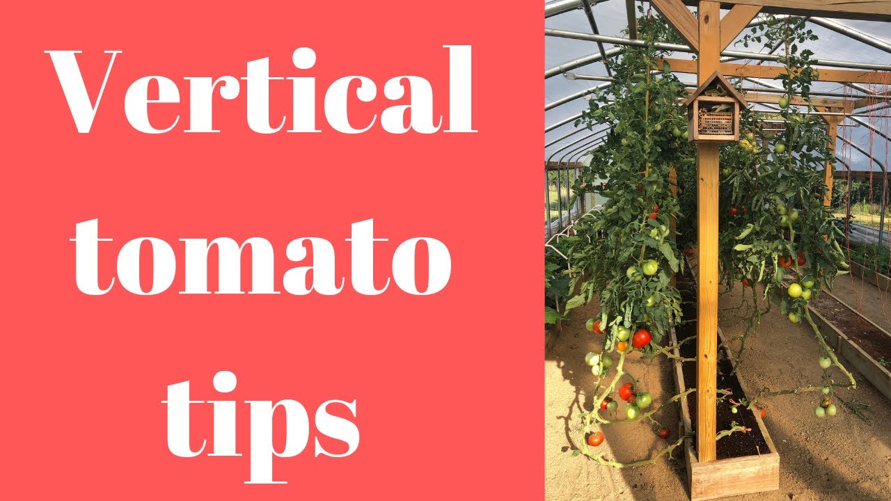 Top 5 tips for growing vertical tomatoes (2019)