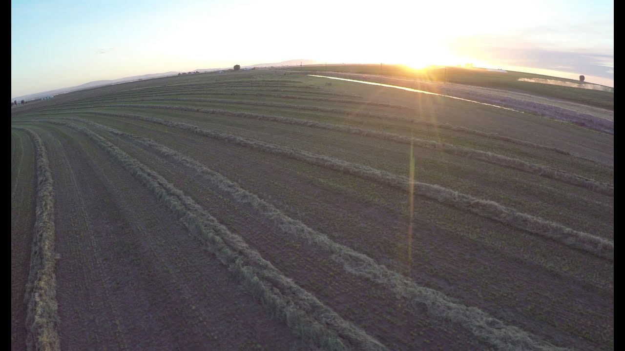 When to Cut Hay: Time of Day