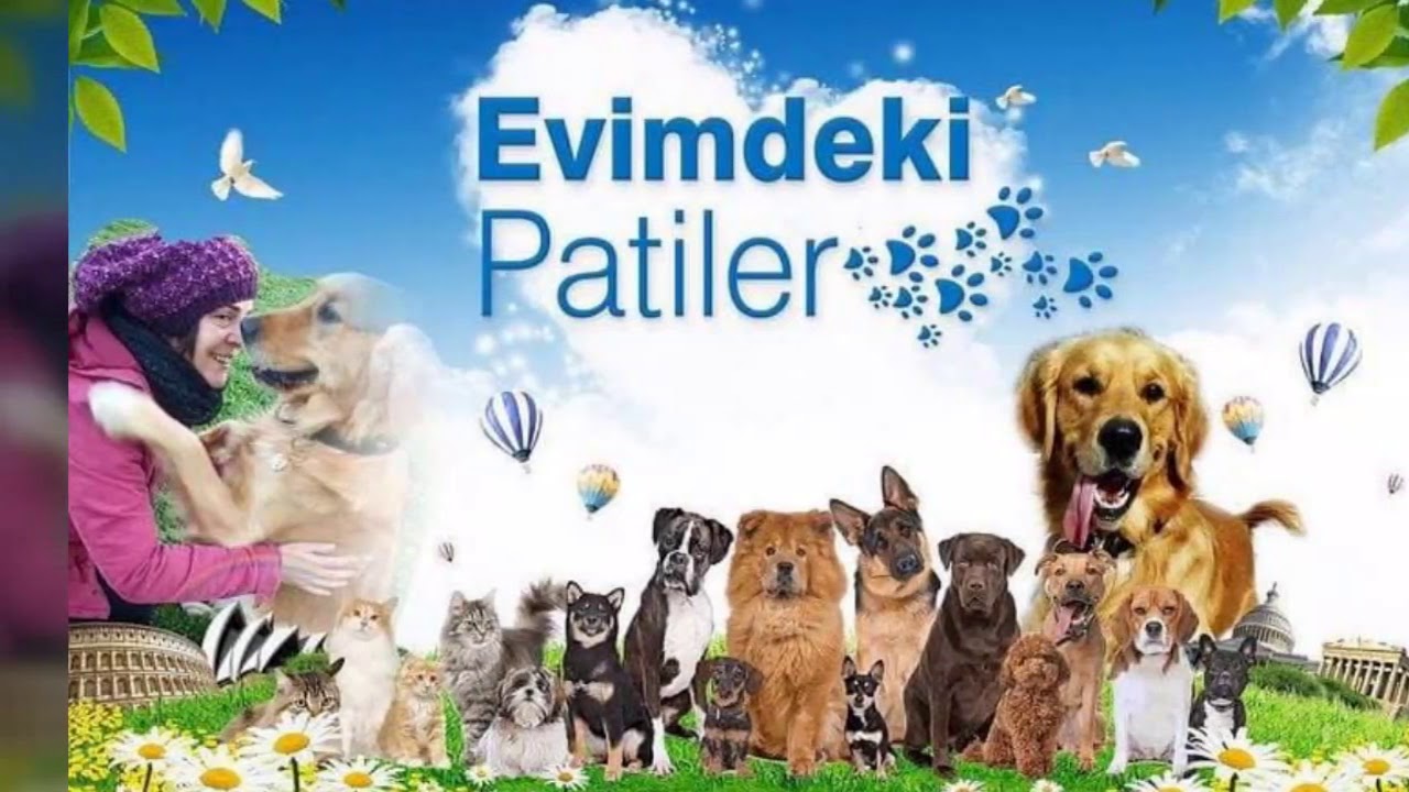 hayvanlarımıziçindinlendiricimüzik  #rahatlatıcımüzik #relaxmusic #yogamusic #therapymusic