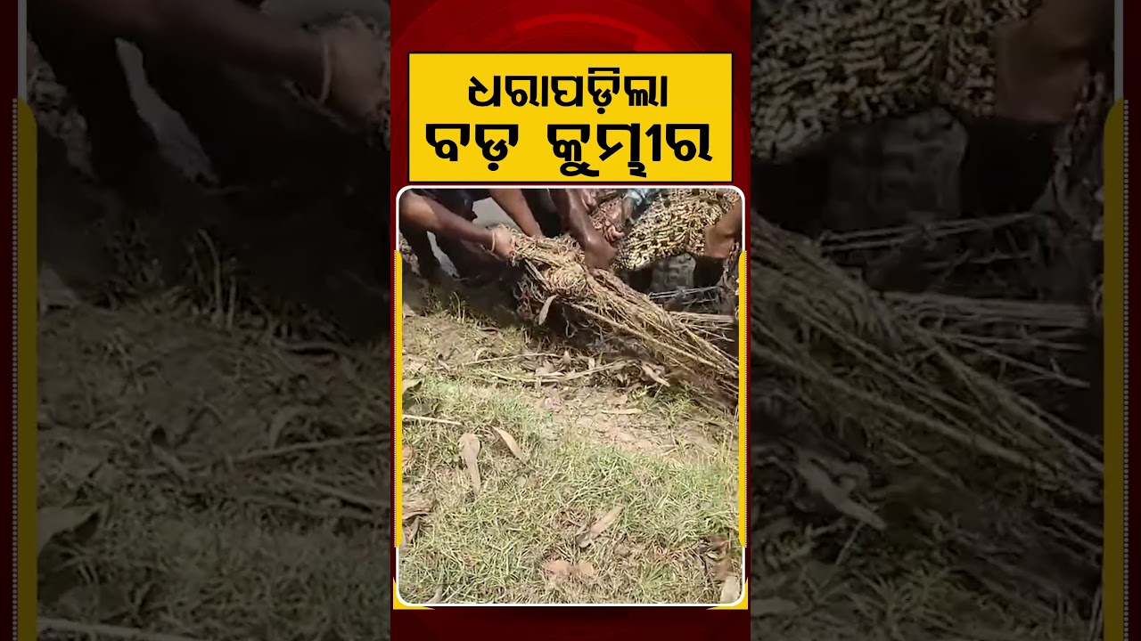 ଧରା ପଡିଲା ବଡ କୁମ୍ଭୀର | Crocodile | Argus News | Argus Reels | Odisha News