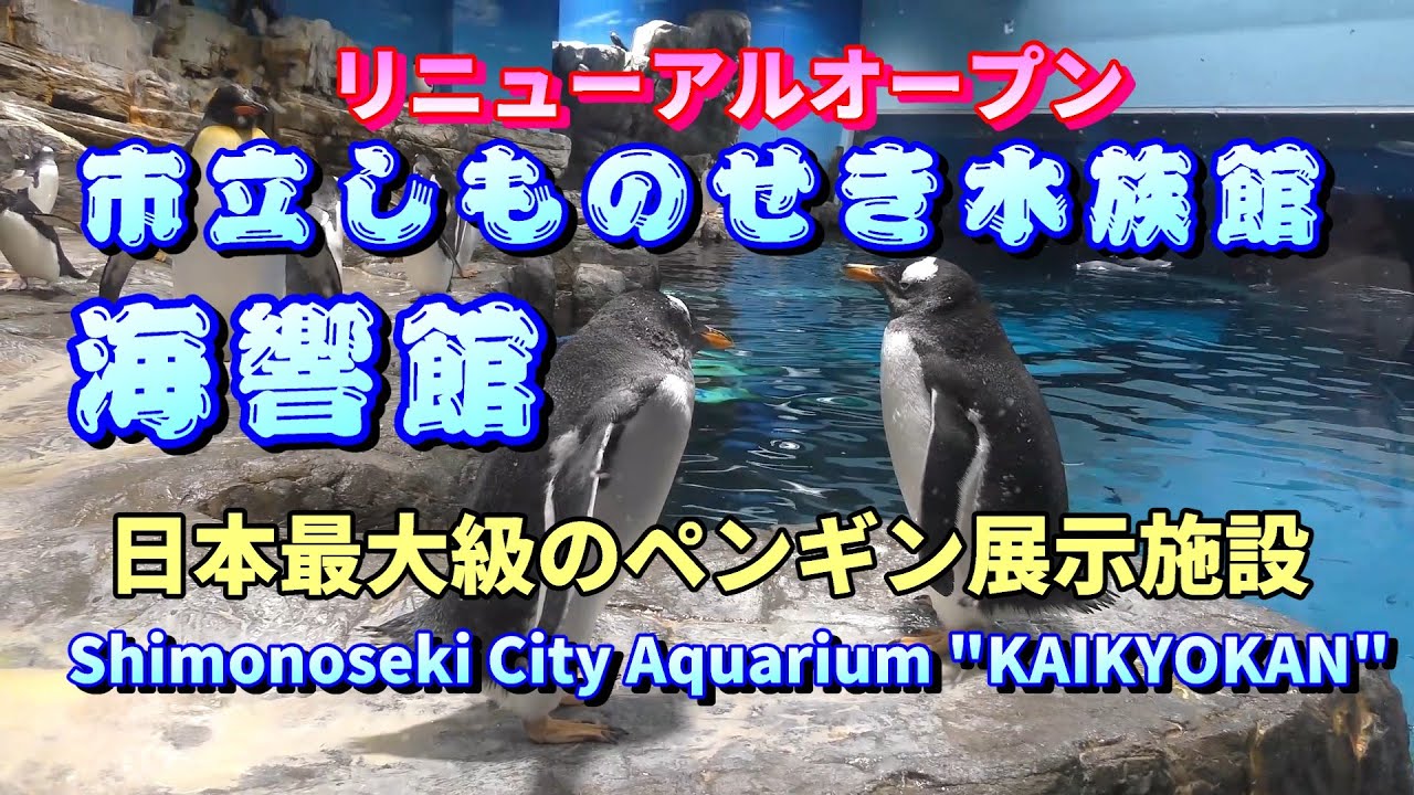 4K【海響館】日本最大級のペンギン展示施設（下関市）Cute penguins at Shimonoseki City Aquarium 