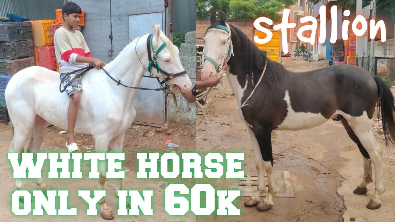 sabse saste ghode available in Hyderabad Shastripuram | white horse in Hyderabad | marwadi stallion
