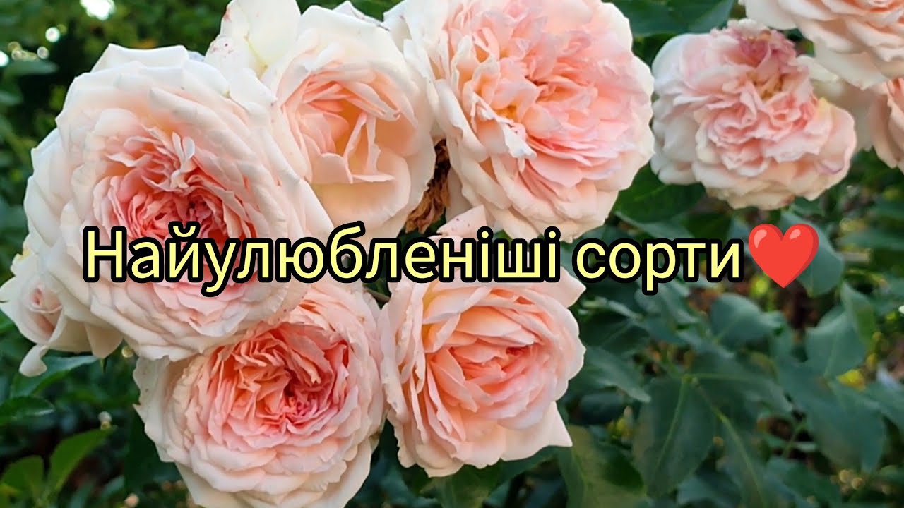 Прогуляємося трояндами🌹 Мої найулюбленіші❤️