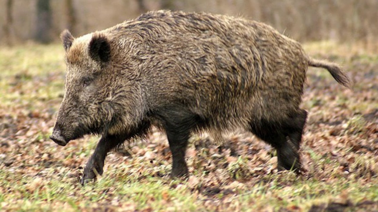 TROMPES DE CHASSE # 1 - LES HONNEURS