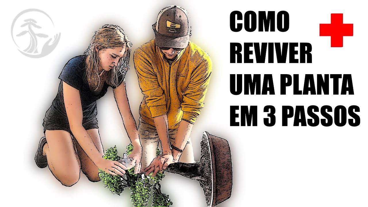 Como reviver uma planta em 3 passos simples