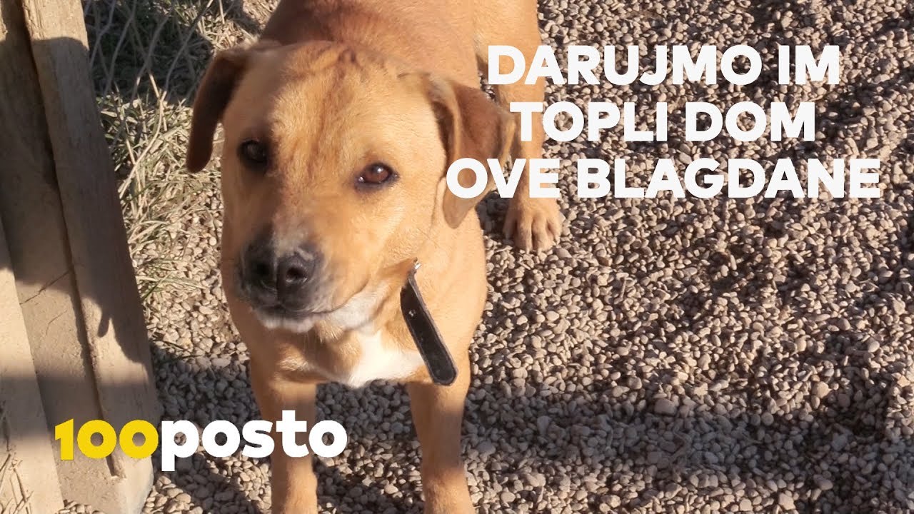 Skloni&scaron;te Dumovec: Ne kupujte životinje, udomite ih! [100posto ŽIVOT]