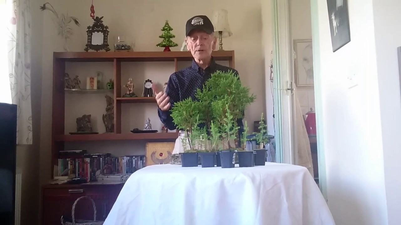Bonsai billy monterey cypress