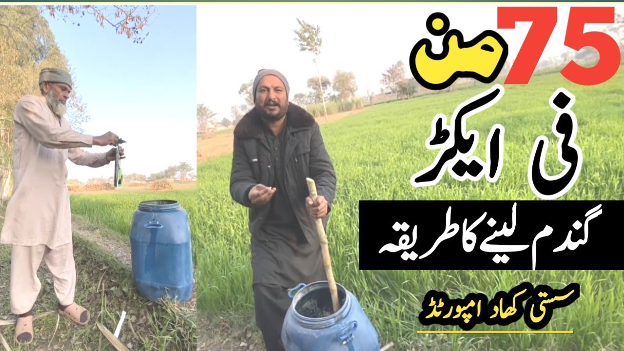 Wheat Farming in pakistan | Wheat farming for best fertilizer 
