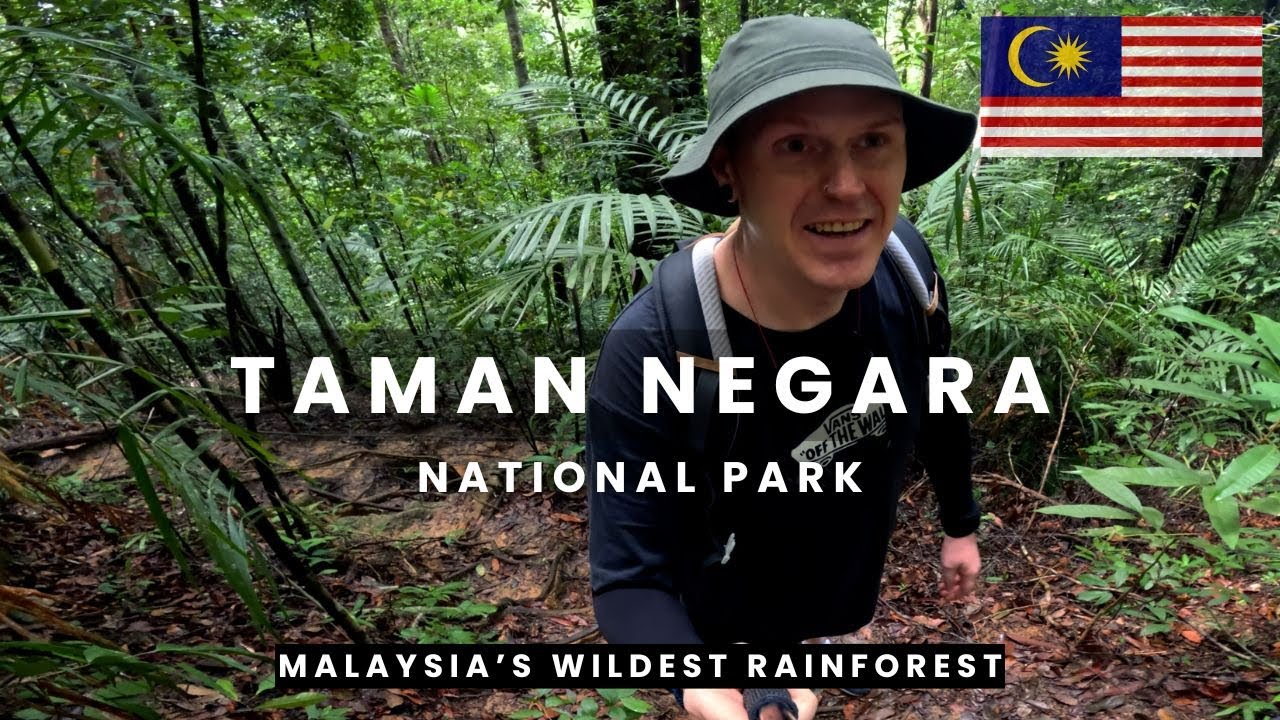 Exploring Malaysia's WILDEST RAINFOREST 🇲🇾 (Taman Negara) #TamanNegara #MalaysiaTravel