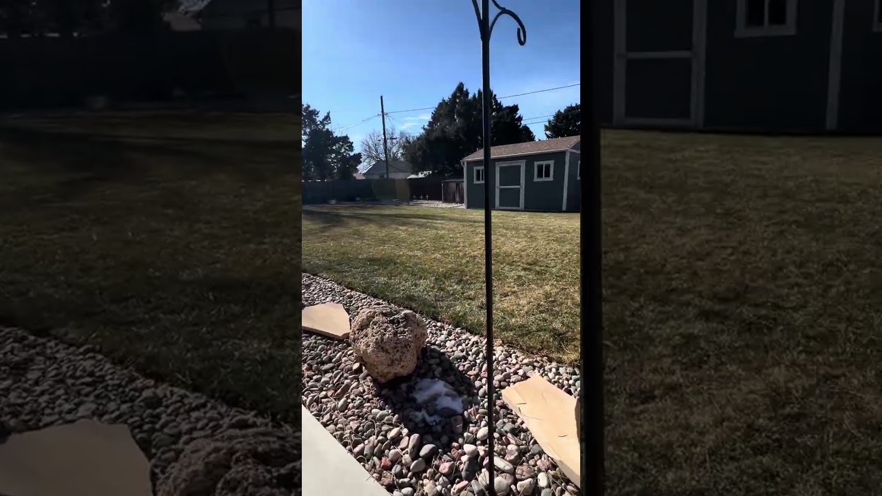 Squirrels having fun😍