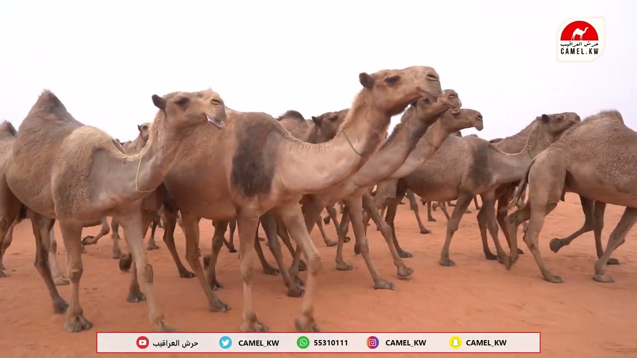 مسيرة / زيد بن سعود الغربي العتيبي