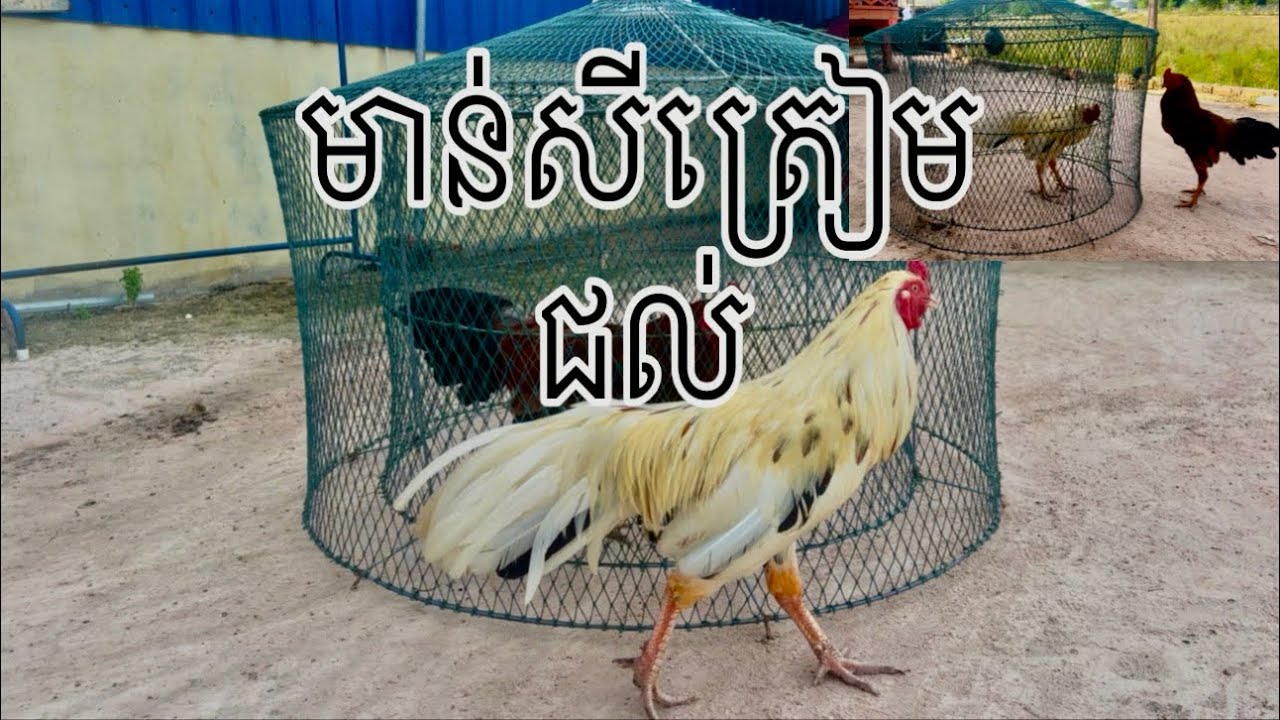 Part 017 មាន់ត្រៀមជល់ប៉ុន្មានថ្ងៃខាងមុខនេះ#rooster 