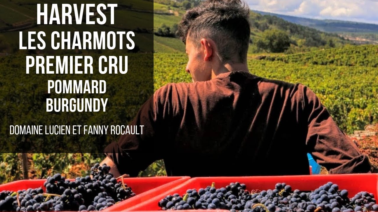 Making Wine in Les Charmots, Premier Cru, Pommard Burgundy