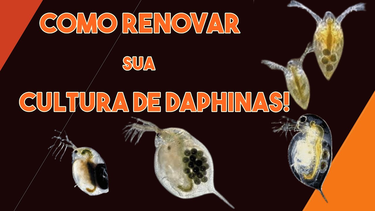 COMO CRIAR DAPHINAS E REPRODUZIR - ALIMENTO VIVO PRA PEIXES